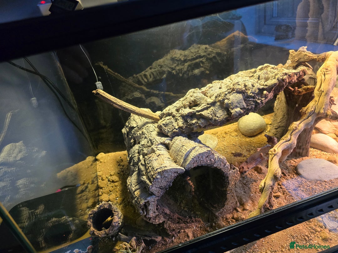 Gecko reptiles for sale: Crocodile Gecko and Vivarium for sale £130 - Advert 11