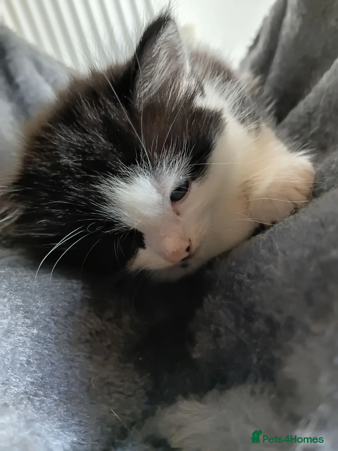Mixed Breed cats for sale: Adorable Kittens Looking for Their Forever Homes  in Castleford - Advert 1