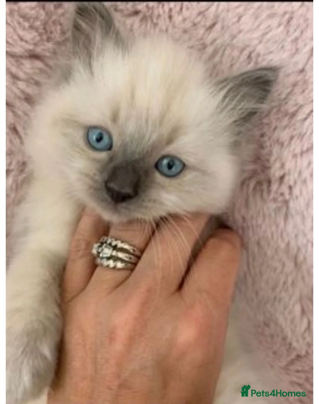 Ragdoll cats for sale: Ragdoll Kittens- Pure Blue Point - Advert 2
