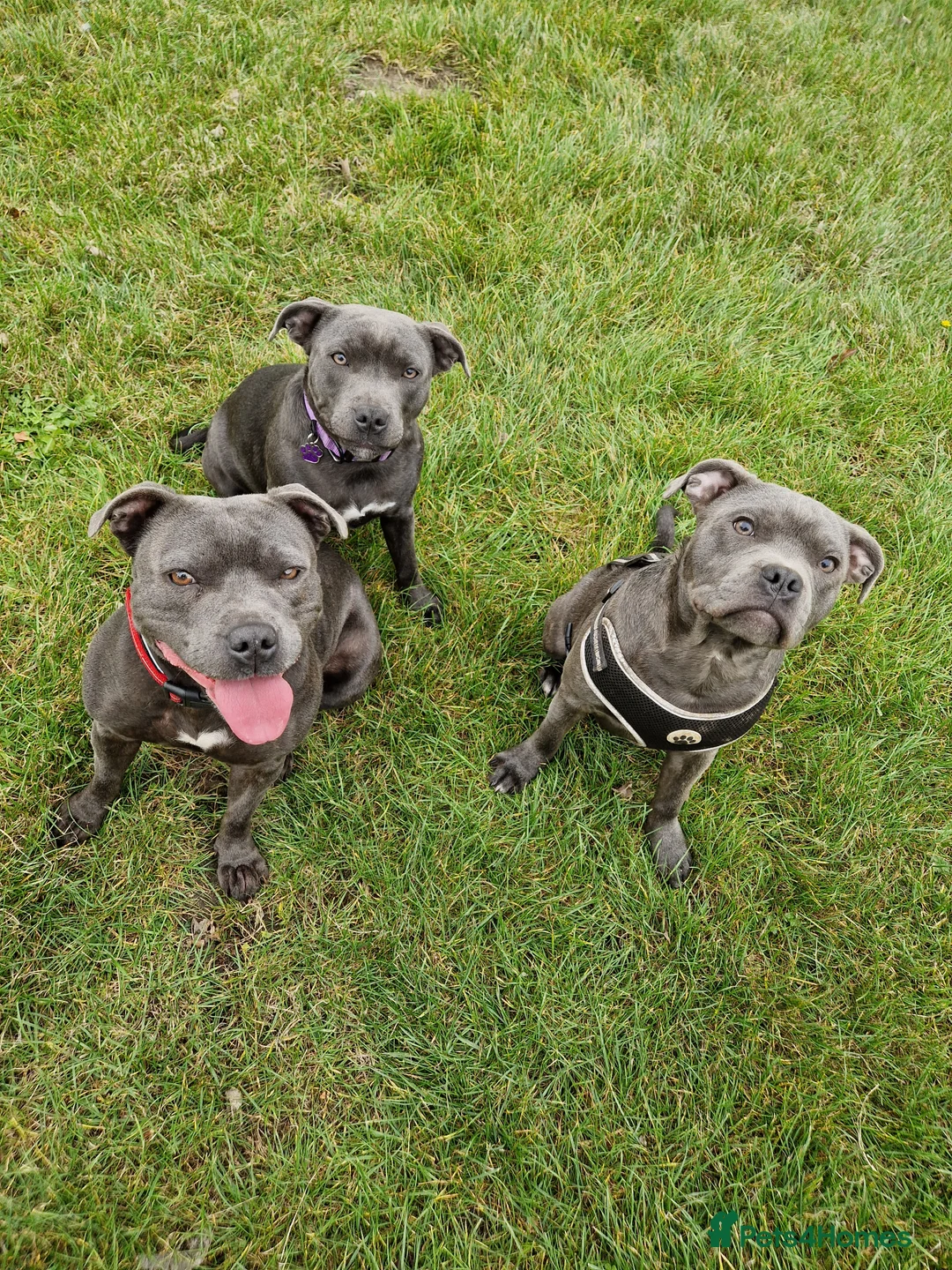 Staffordshire Bull Terrier dogs for sale: Lovely boy (see description) - Advert 6
