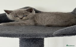 British Shorthair cats for sale: British shorthair kittens  - Image 22