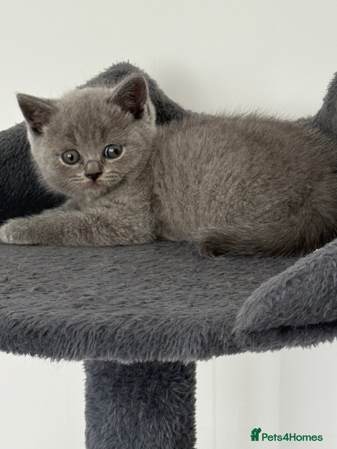 British Shorthair cats for sale: British shorthair kittens  - Image 22