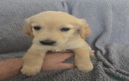 Golden Retriever dogs for sale: Beautiful golden retriever puppies for sale.  - Image 14