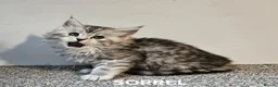 Maine Coon cats for sale: Beautiful Registered Maine Coon kittens  - Advert 25