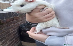 Guinea Pig rodents for sale: 💕lovely male guinea pig💕 - Image 3