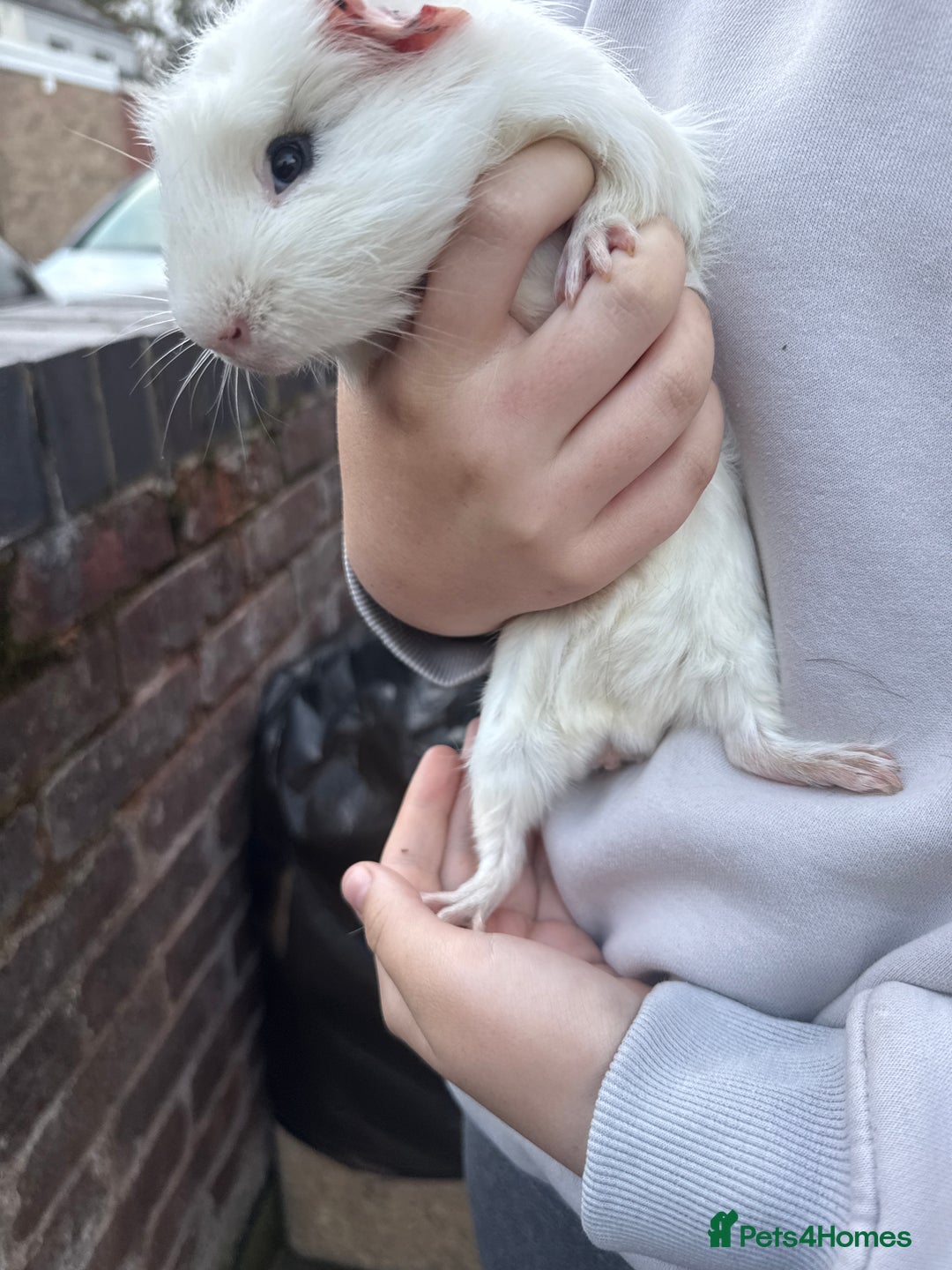 Guinea Pig rodents for sale: 💕lovely male guinea pig💕 - Image 3