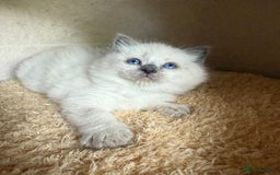 Ragdoll cats for sale: homes raised beautiful Rag dolls kitties - Advert 2