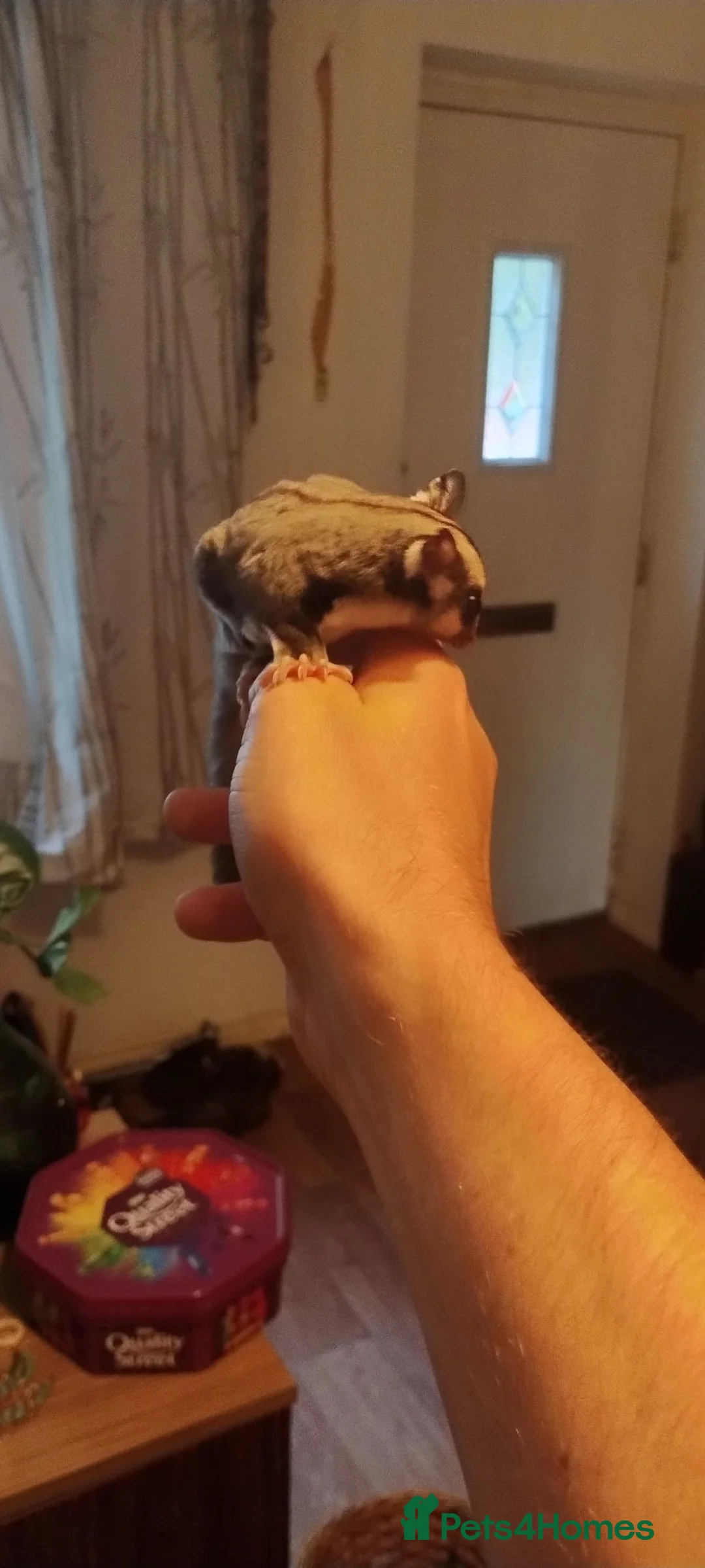 Sugar Glider rodents for sale: Standard Grey male sugar glider. - Advert 5