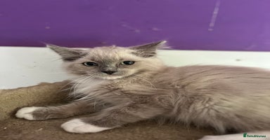 Ragdoll cats - Advert 12