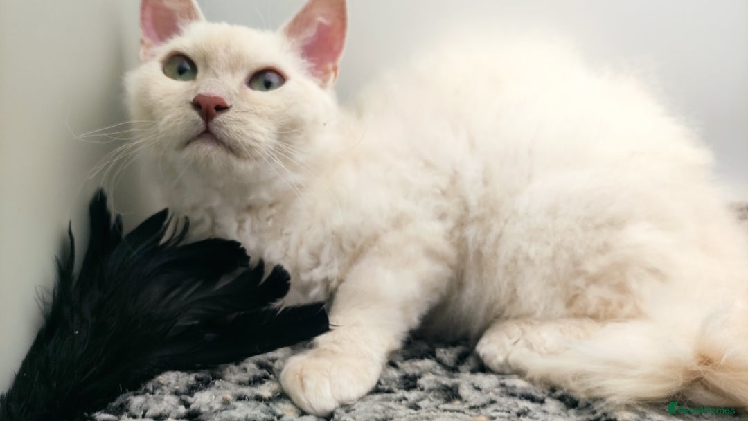 LaPerm cats for sale: Lilac point longhaired curly LaPerm kitten - Image 16