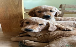 Golden Retriever dogs for sale: Gorgeous Working Type Golden Retriever Puppies  - Image 32