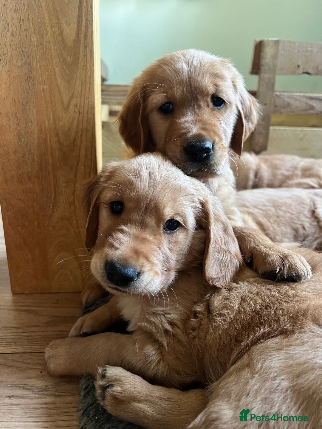 Golden Retriever dogs for sale: Gorgeous Working Type Golden Retriever Puppies  - Image 32