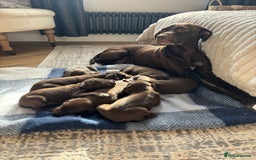 German Shorthaired Pointer dogs for sale: Stunning KC German Shorthaired Pointer Puppies - Image 13