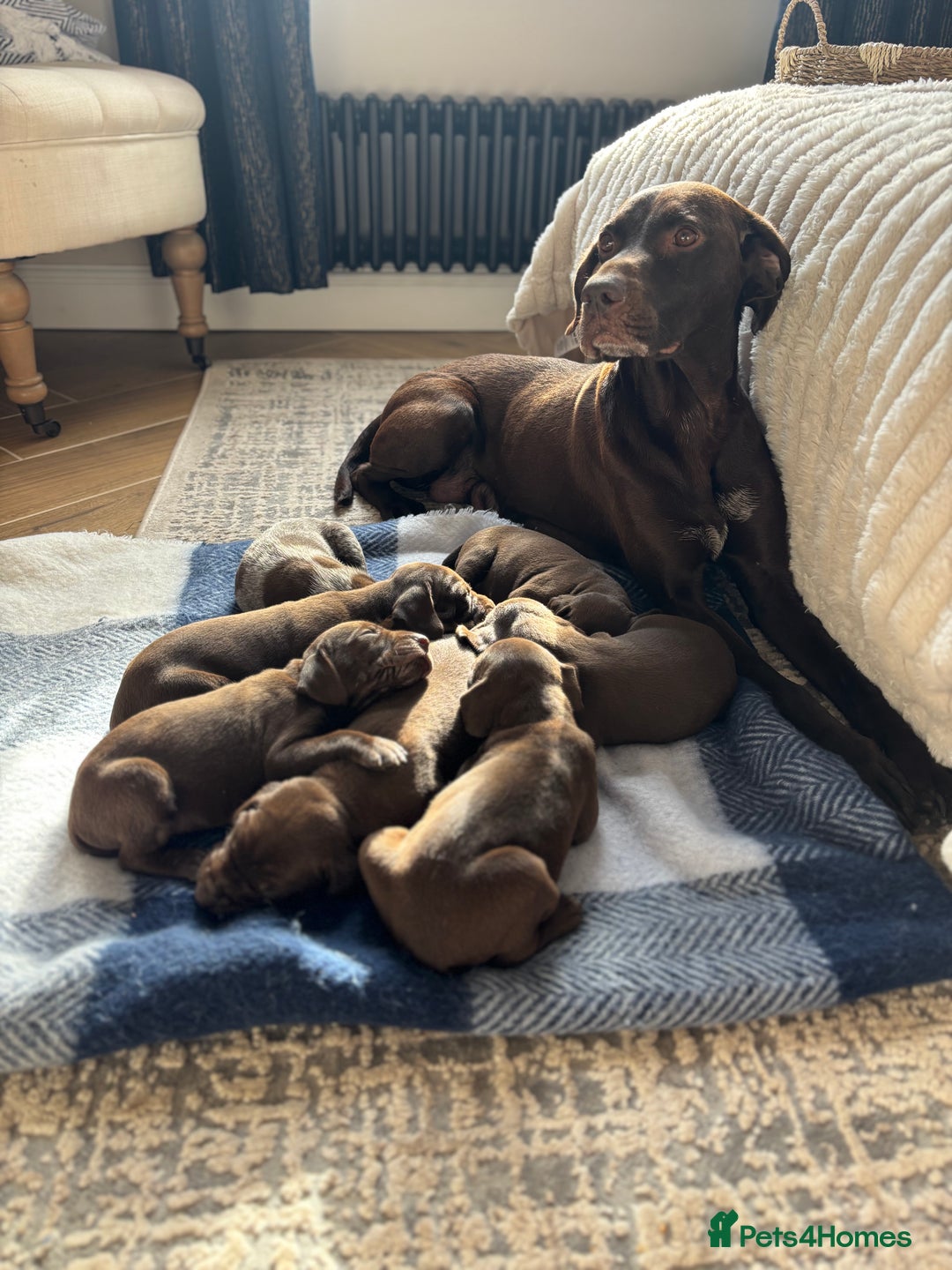 German Shorthaired Pointer dogs for sale: Stunning KC German Shorthaired Pointer Puppies - Image 13
