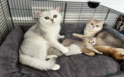 British Longhair cats for sale: ✨ Three adorable British Short/longhair kittens  - Image 7