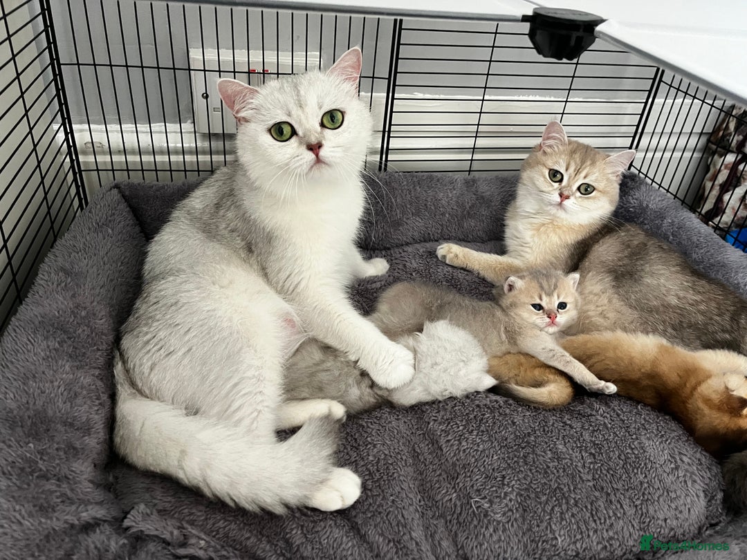 British Longhair cats for sale: ✨ Three adorable British Short/longhair kittens  - Image 7