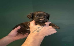 Sprocker dogs for sale: Truly Special Litter of Sprockers - Image 4
