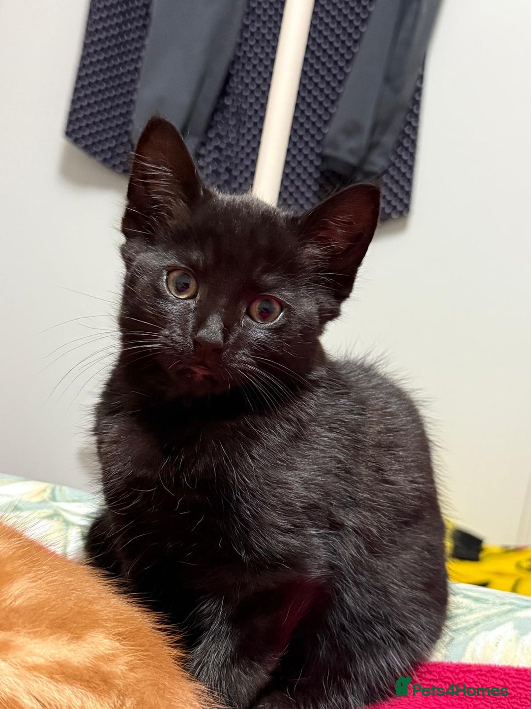 Domestic Shorthair cats for sale: Gorgeous kittens, ready now - Advert 7