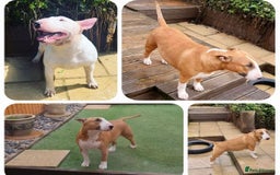 English Bull Terrier dogs for sale: English bull terrier puppies KC registered  - Image 13