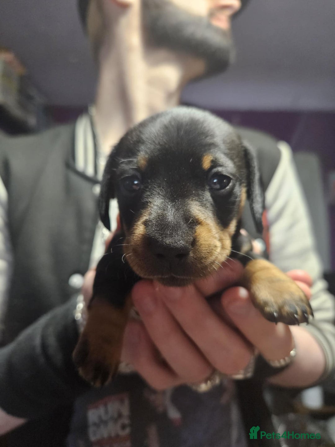 Miniature Dachshund dogs for sale: Miniature Dachshund Puppies – 2 Boys, 1 Girl - Image 1