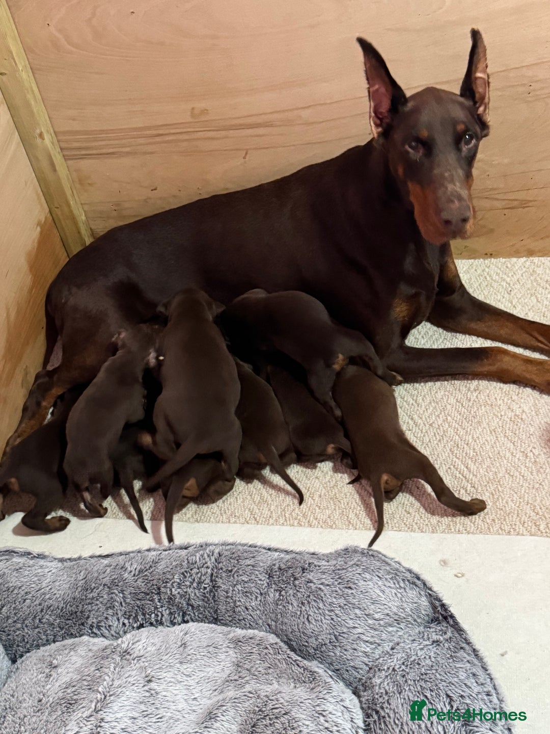 Dobermann dogs for sale: Draco - Advert 1