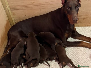 Dobermann dogs Draco - Advert 1