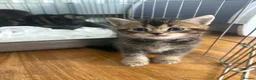 Scottish Fold cats for sale: Scottish fold kittens  - Advert 4