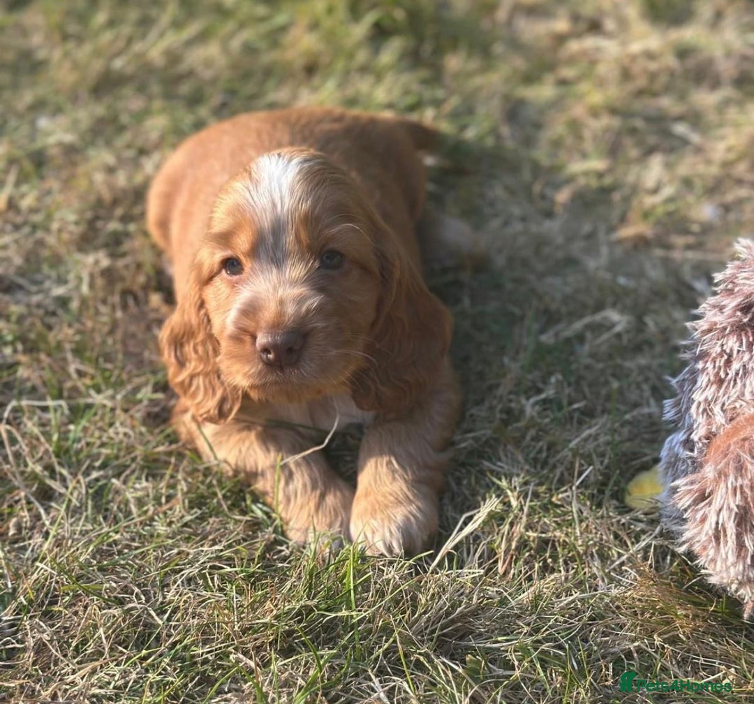 Cocker Spaniel dogs for sale: STUNNING Rizi Bizi sired Cocker puppies DNA Tested - Image 14