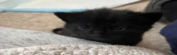 Mixed Breed cats for sale: 4 Gorgeous Kittens-Open for Reservations Now! 🏡❤️ - Advert 19