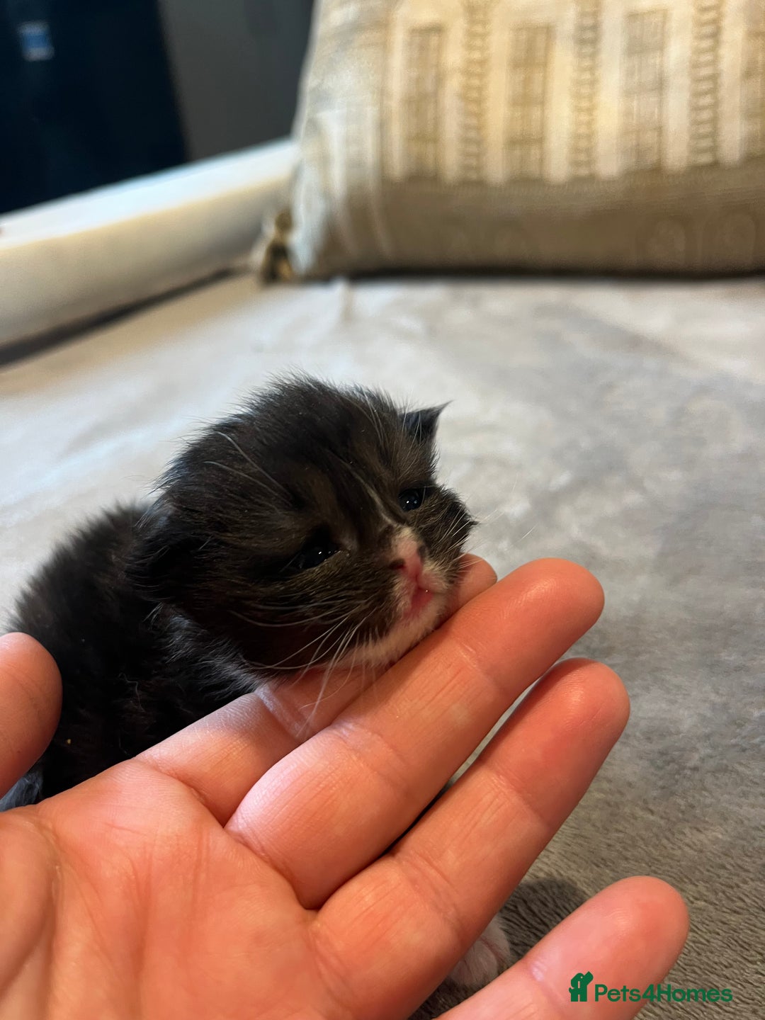 Mixed Breed cats for sale: Maine Coon Mix  - Advert 9