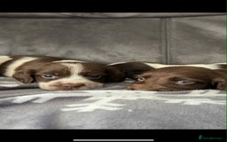 Cocker Spaniel dogs for sale: Cocker Spaniel Puppy’s  - Image 12