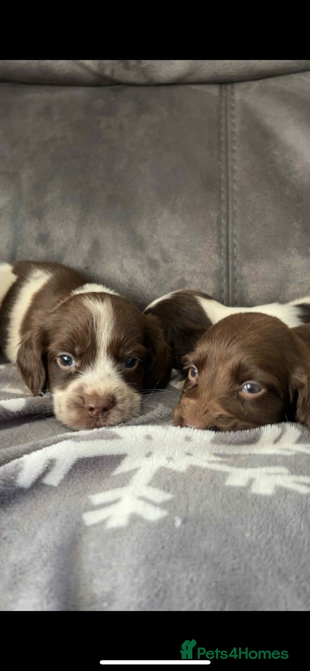 Cocker Spaniel dogs for sale: Cocker Spaniel Puppy’s  - Image 12