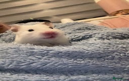 Hamster rodents for sale: Lovely hamster who hasn’t bitten  - Image 4