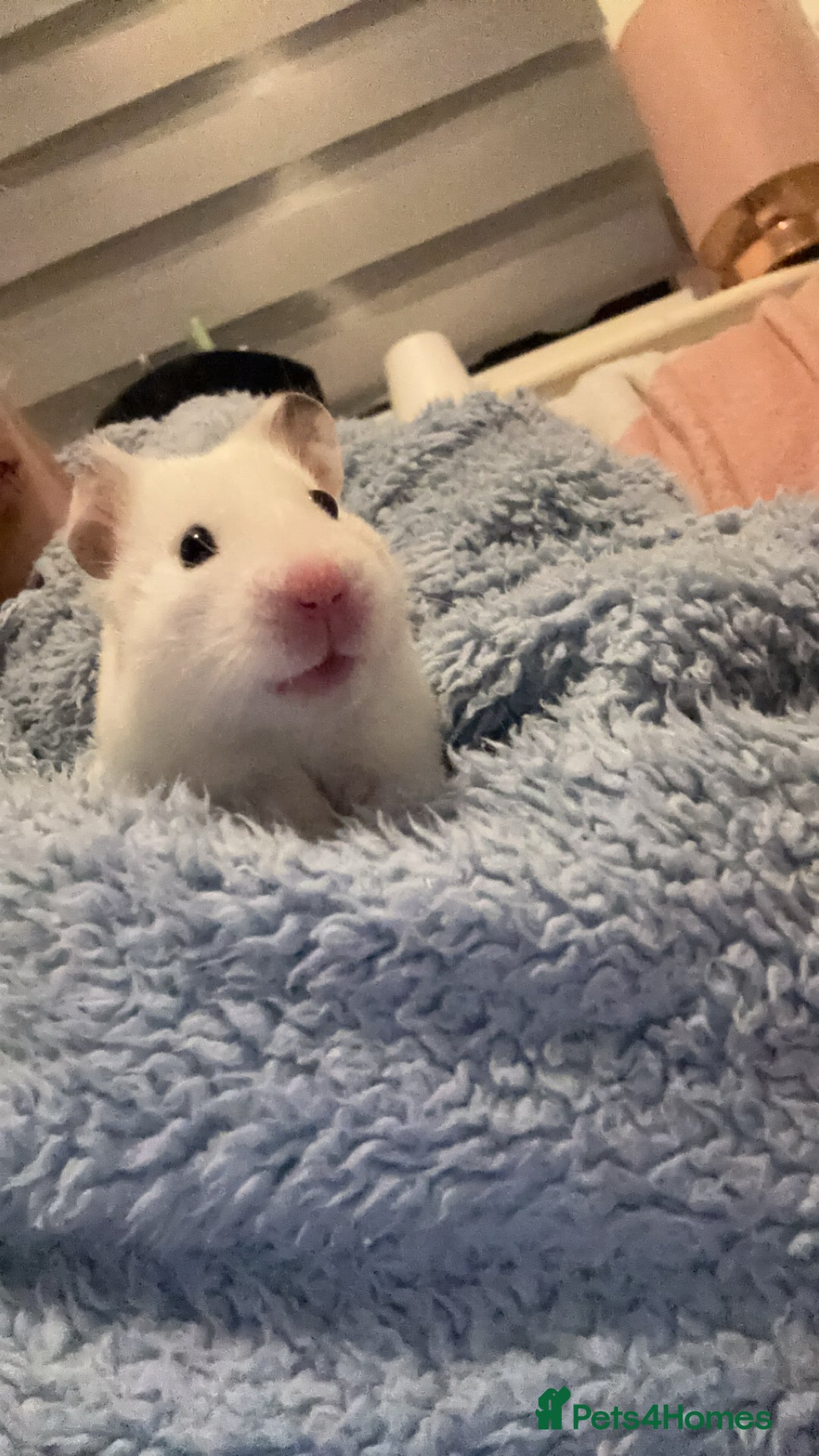 Hamster rodents for sale: Lovely hamster who hasn’t bitten  - Image 4