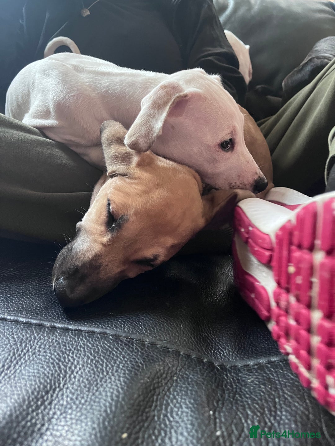 Mixed Breed dogs for sale: Staff cross (2 girls) - Advert 5