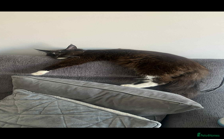 Maine Coon cats - Advert 8