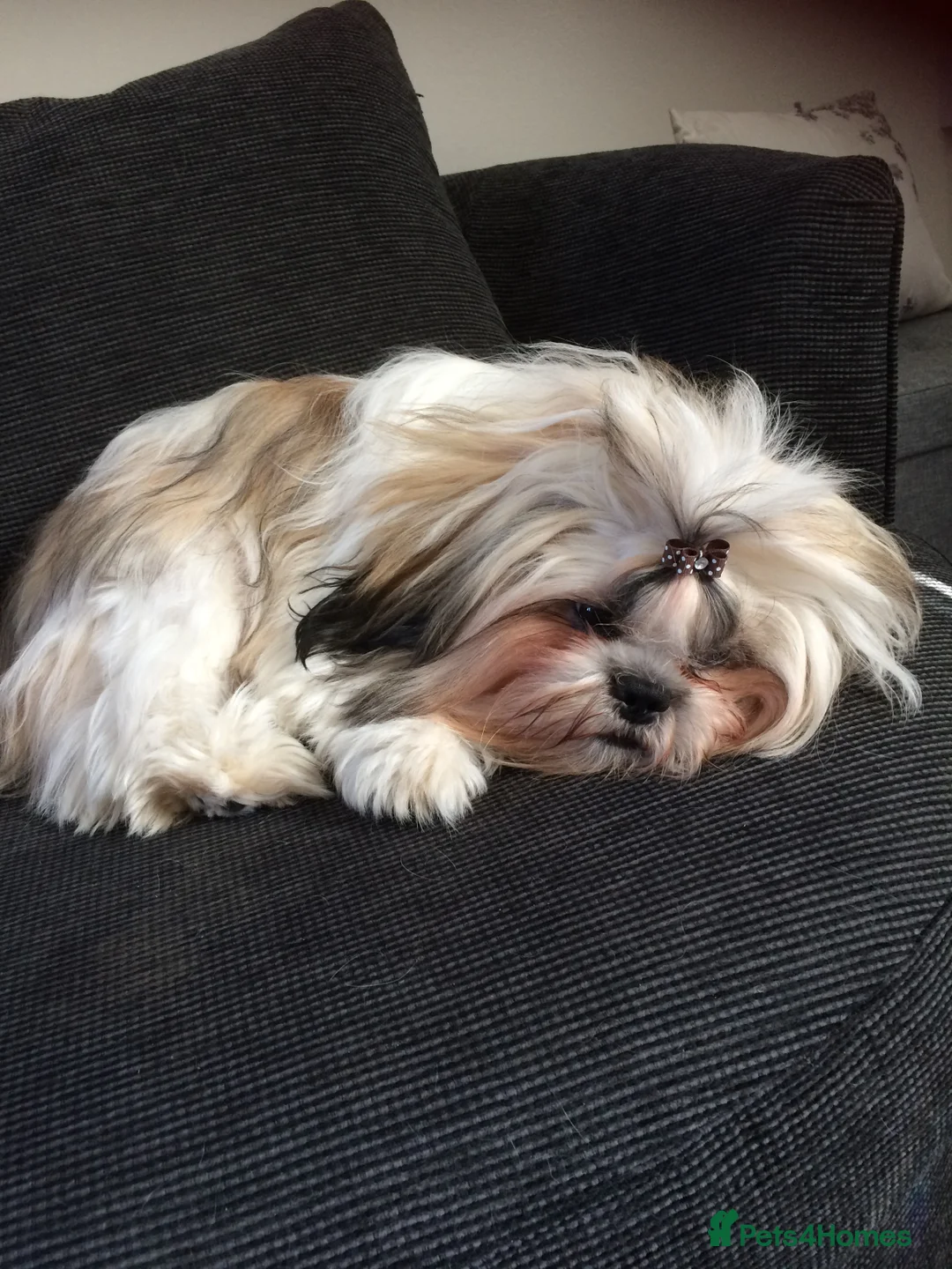 Shih Tzu dogs for stud: Shih tzu STUD only not for sale  in Birmingham - Advert 6
