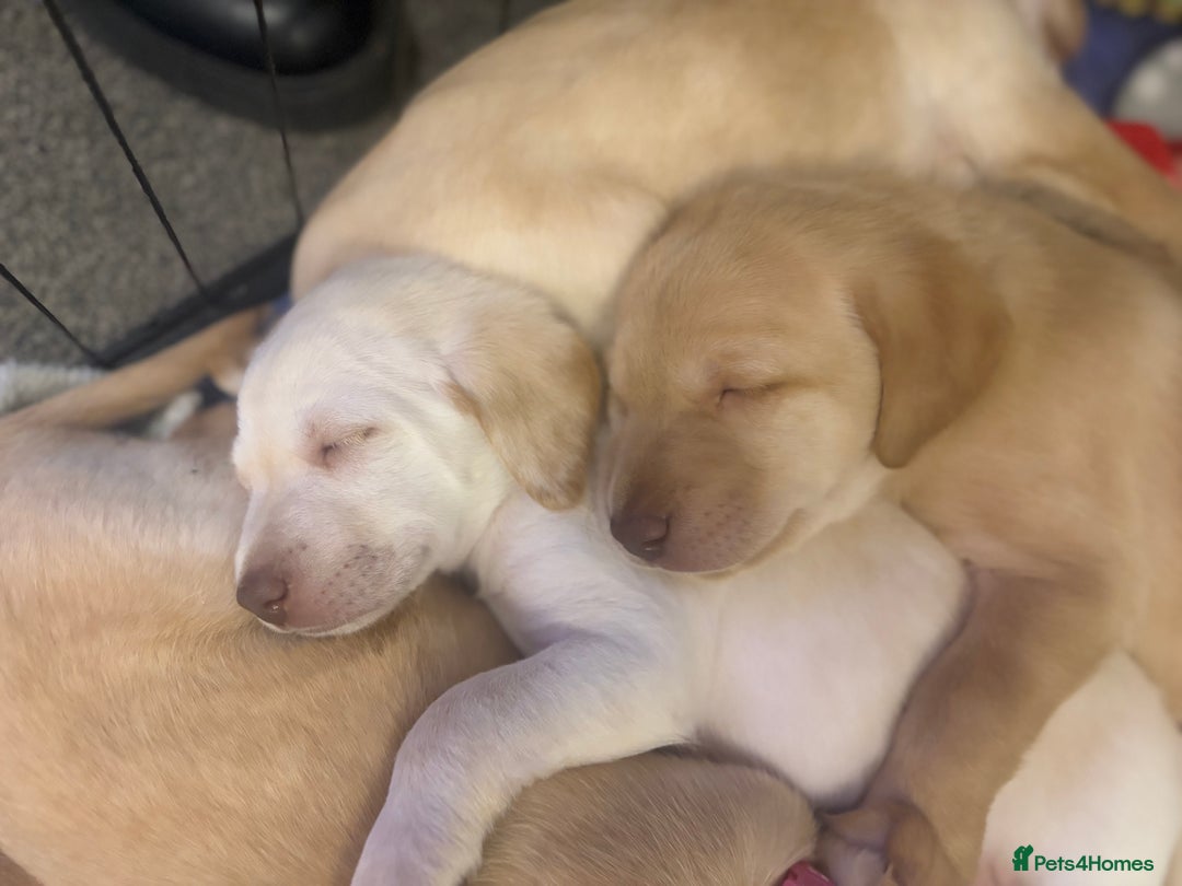 Labradoodle dogs for sale: Labradoodle puppies looking for loving homes - Advert 8