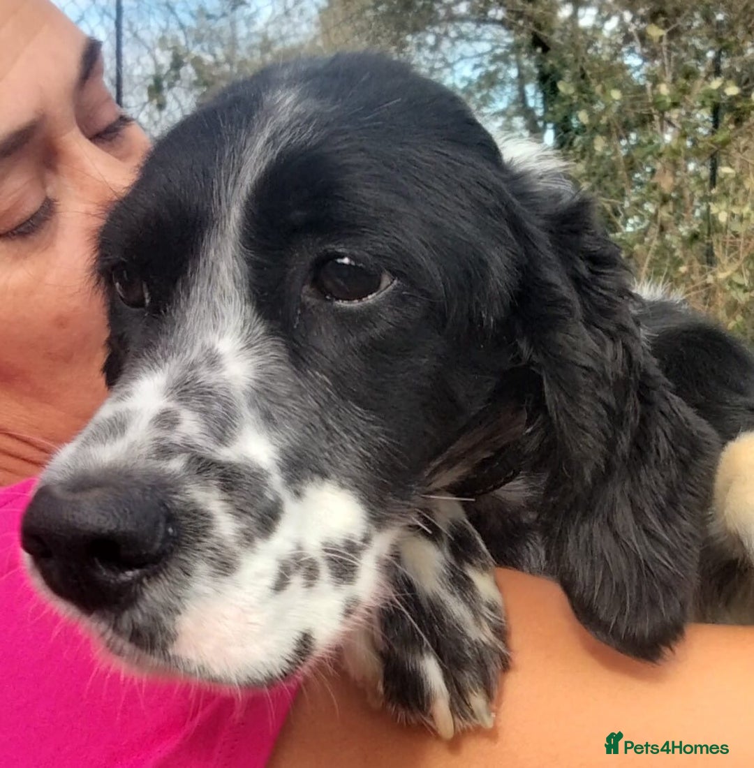 English Setter dogs for adoption: Ras   - Advert 1