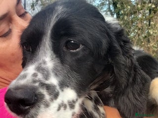 English Setter dogs Ras - Advert 1