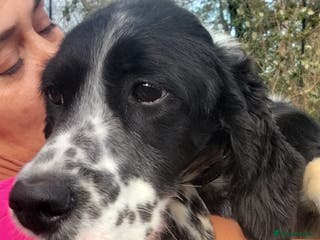 English Setter dogs Ras - Advert 4