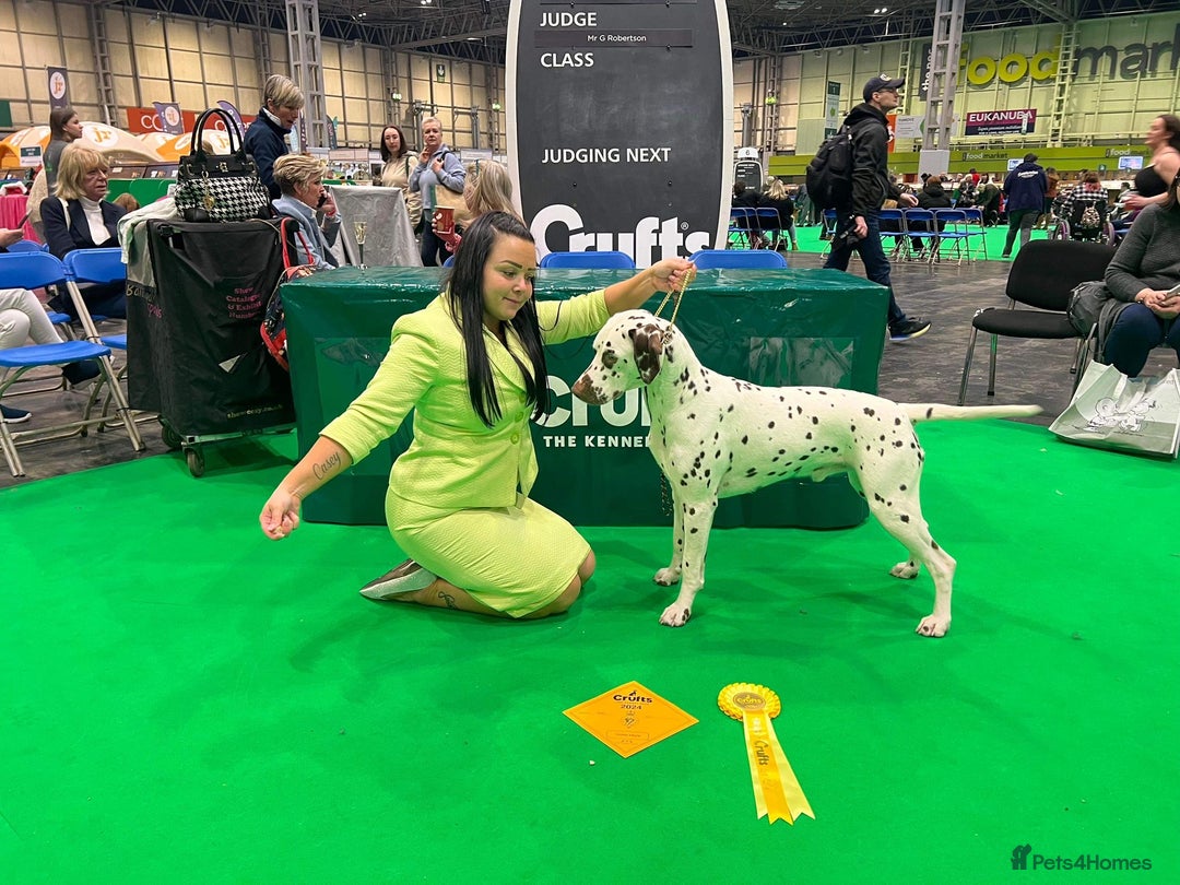 Dalmatian dogs for sale: Stunning KC dalmation puppies for sale! - Image 27