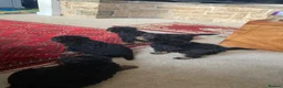 Welsh Terrier dogs for sale: Stunning litter of Welsh terrier puppies  - Advert 6