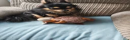 Chihuahua dogs for stud: Stud chihuahua in Exmouth  - Advert 4