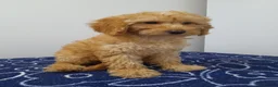 Miniature Poodle dogs for sale: Beautiful miniature poodle puppies ready now - Advert 4