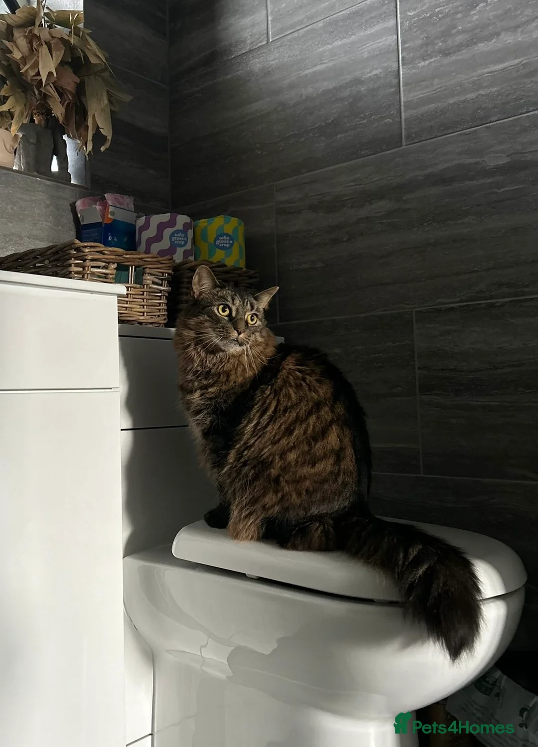 Domestic Shorthair cats for sale: Lovely Lady Looking For A Quiet Home - Advert 5