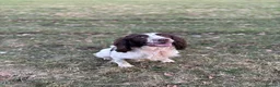 English Springer Spaniel dogs for stud: Zeb springer spaniel for stud - Advert 7