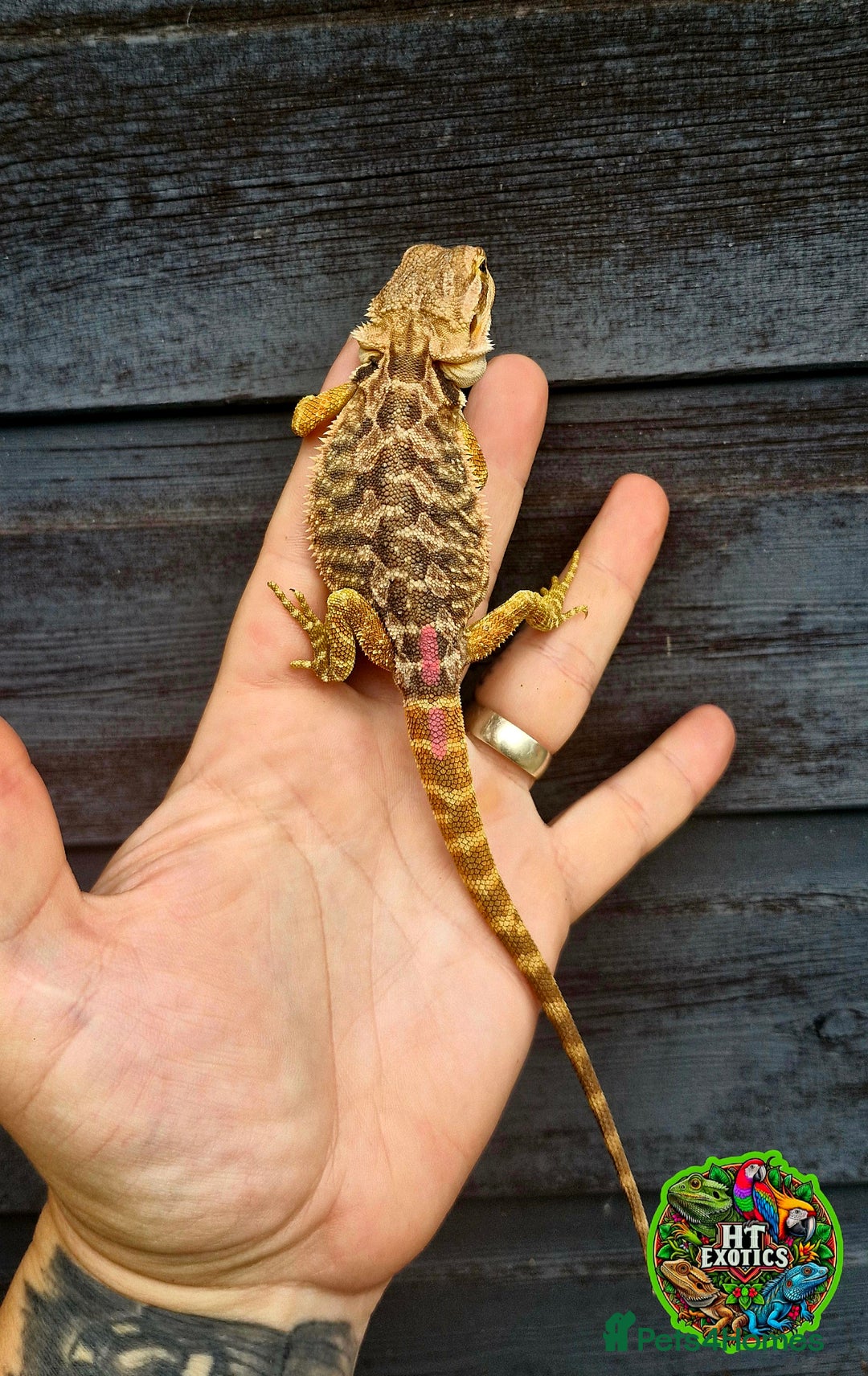 Bearded Dragon reptiles for sale: Bearded dragons for sale (Price reduced) - Image 8
