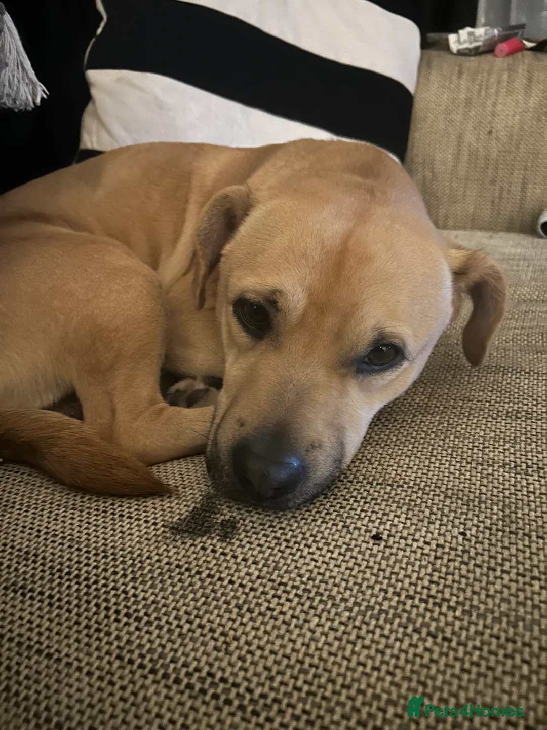 Mixed Breed dogs for sale: Staffy x jack russel  in Bristol - Advert 4