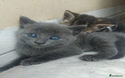 British Shorthair cats for sale: Bsh tabby mix - Image 1